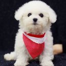 뽀송뽀송 이미지