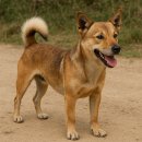 🐕 토종 발바리, 그냥 시골개 아니에요!