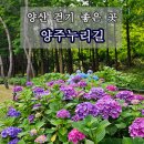 양산누리길 | 양주누리길 수국길 메타세콰이어길 양산 산책하기 좋은 곳