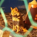 맹수 농장 이미지