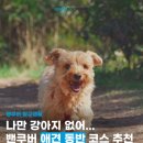 윤선생 애견훈련소 | 🇨🇦 밴쿠버 애견 동반 코스 추천 | 키칠라노, 예일타운, 메인 스트릿 강아지 산책 &amp; 카페