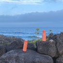 온평리-11 이미지