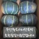 무안 황토밭에서 자란 미니단호박 보우짱 찐맛 인정! 호천참살이농산입니다