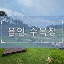 별과 소나무 | 용인 수목장의 반송 소나무·조선 소나무 생육 차이와 선택 기준