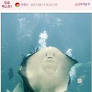 아쿠아리움 이미지