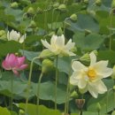 경주연꽃단지 이미지