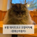 콩볶는야옹이