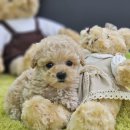 야옹아 멍멍해봐 계림점 이미지