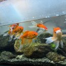 수원시 팔달구 화서문로32번길 이미지