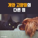 강아지와 고양이 이미지