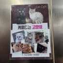 커피타는 고양이 | 성북구 길음/미아 고양이카페 커피타는고양이 내돈내산 후기, 가성비 좋은데?