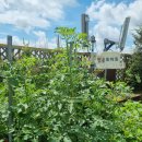 🍅자연생태교육 ㅡ방울토마토🍅 이미지