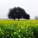 룸비니하우스 이미지