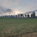 푸르른 농장 | ​고창 학원농장 꽃 피는 시기와 인생샷 청보리밭 방문후기