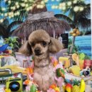 아보네 멍빌리지 이미지