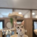 묘한쉼터 이미지