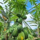 오케이씨농장 이미지