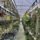 세일화원 | 일산 가볼만한곳 월간화원 방문 후기 식집사들의 천국