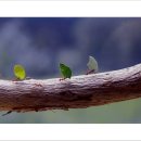 개미농장 이미지