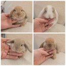 골든햄스터분양 탬펫 강남점 이미지