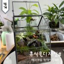 양지작은도서관 | 테라리움 만들기 원데이클래스 남양주 휴식물디자인샵 후기