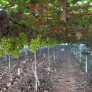 영천남부공인중개사사무소 이미지