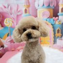 멍뭉펫살롱 이미지