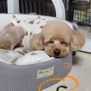 이리오솝 이미지