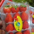 블랙야채 이미지