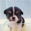 착한강아지 이미지