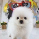 도그마루 강아지 고양이 동탄점 네이버블로그