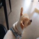 화서동물병원 이미지