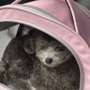 리틀 포레브 이미지