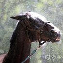 유성승마장 이미지