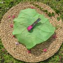 소리탐구생활 이미지