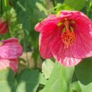 우루과이아부틸론 이미지