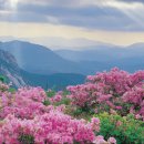 황매산 철쭉제 이미지