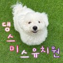 대구 애견 유치원 댕스미스 ! 🎀