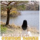 벚꽃주유소 | 용인 벚꽃명소 호암미술관 가실벚꽃길 갓길 이용제한 주차 단속 셔틀버스 후기