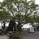 제주특별자치도서귀포시 안덕면 병악로 166 카멜리아힐(2025.05.03) 이미지