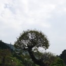 카페춘화의정원 이미지