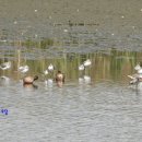 쇠청다리도요(Marsh Sandpiper) 이미지