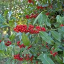 호랑호랑 이미지