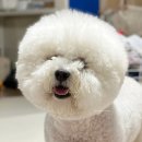 주식회사 나라펫 | 동물교감 애니멀커뮤니케이션 후기｜애니멀커뮤니케이터 하랑