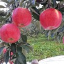 박달재농원 이미지