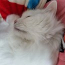 효은약국 이미지