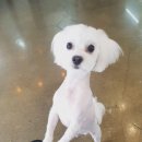 개컷 이미지