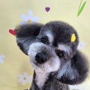 몽몽바블펫# 이미지