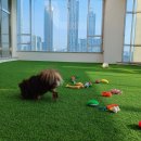 인천애견호텔 사이좋개 송도점 이미지