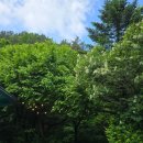 완두콩가족펜션 이미지